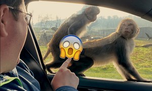 De plus en plus d'animaux sont homosexuels (et la science sait pourquoi)