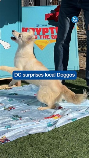Krypto would be so proud of his fellow pups 🥹 | DC