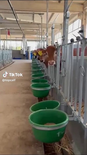 Innovative Modular Calf Pens for Dairy Farming