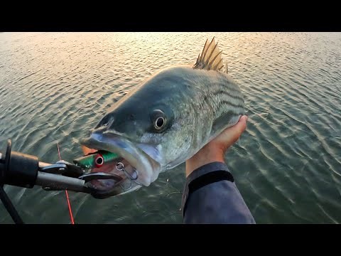 Topwater Beach Stripers and Bluefish + Squid Fishing As Waters Awaken!