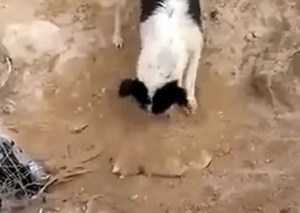 Watch heartbreaking video of dog giving puppy proper burial