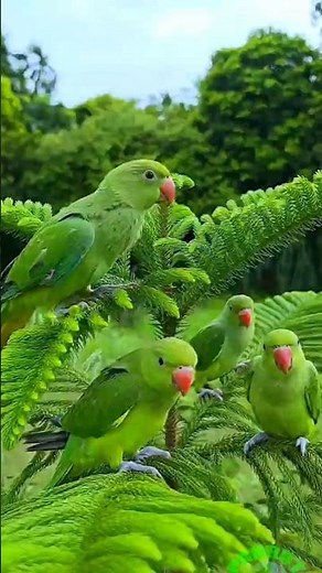 Parrot Calling Sounds
