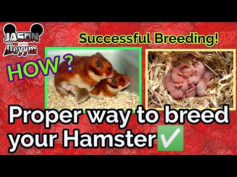 HOW TO BREED HAMSTER PROPERLY | Successful breeding 💯