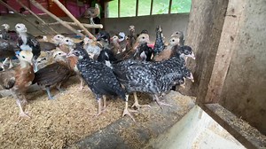 Jayson Garces on Reels