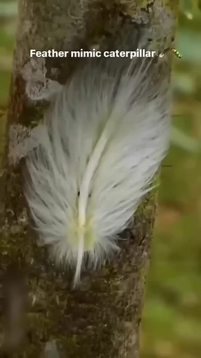 world most invisible creature part 2 #facts #animals #wildlife | FactZoo