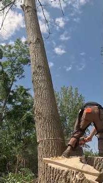 Taking down a huge group of cottonwood. #treecutting #husqvarna #logger #outdoorwork #tree