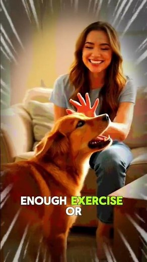 Why Dogs Bark Too Much — The Real Reasons Explained #cutedog