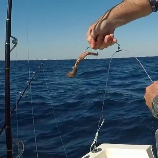 How to rig whole squid for deep dropping
