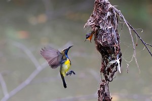 Software development: Is it still Flutter or already Flock? It's a fork!