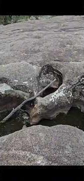 Girraween National Park