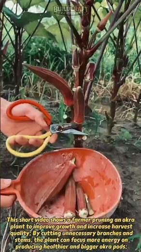 How Farmers Boost Okra Growth Fast! #Farming #Gardening #OkraHarvest