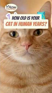 How Old is Your Cat in Human Years? (It's Not x7!) #catfacts #catscience #cat