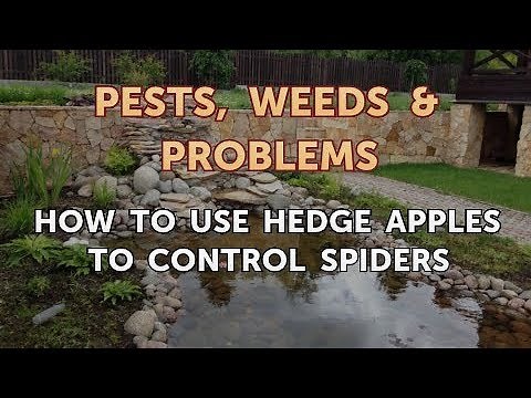 How to Use Hedge Apples to Control Spiders