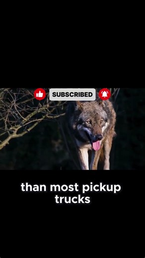 Wolf Facts That’ll Make You Howl 🤠🐺 | Wild Animal Facts #animals #animalintelligence #animalfacts