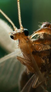 2.3M views · 32K reactions | Forget witches and ghosts — this Halloween, it's all about the flesh-eating caterpillars! #AmericasNationalParks is streaming on Disney+. | National Geographic Animals | Facebook