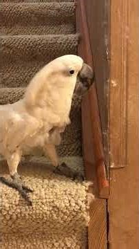 Cockatoo helps Mom remove the protective cover on the corner protector