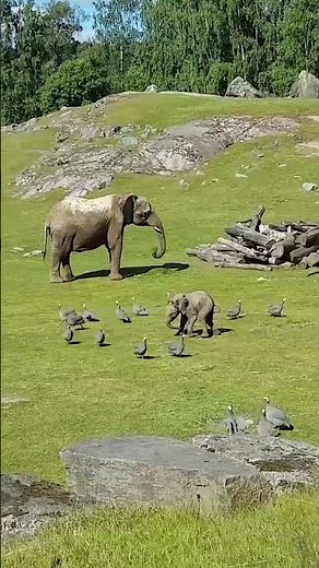 Cute Baby Elephant Trips While Playing With Birds