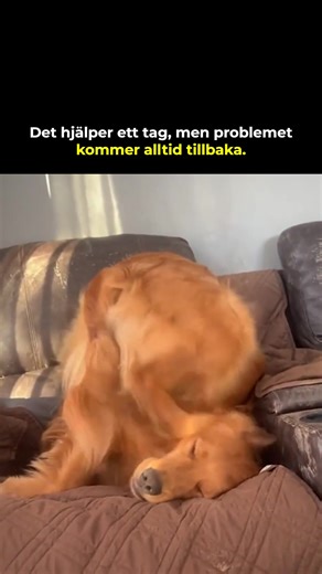 11K views | Kämpar din hund med magproblem eller känslig mage?...