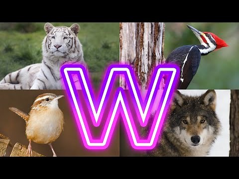 Astonishing Animals Starting With W That Will Blow Your Mind