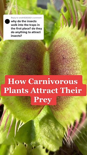 Carnivorous Plant Tactics: How They Lure & Trap Insects