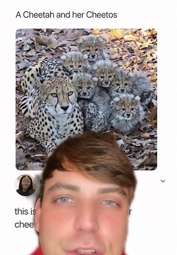 Fun Facts About Cheetahs and Cheetos!