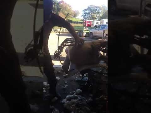 Crutching ewes with Hecton sheep handler