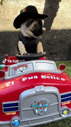 Adorable Pug Moments from Mexico