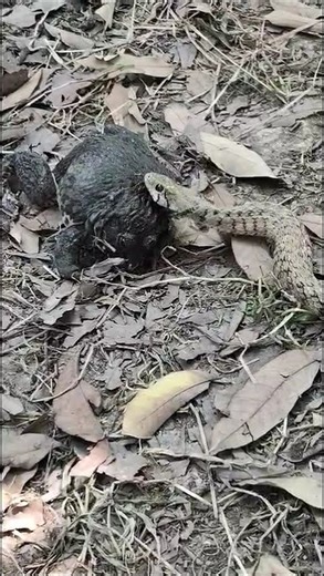 A scene where a snake and a frog meet in nature. #worldwildlifeday #snake #dongvat #animals 3