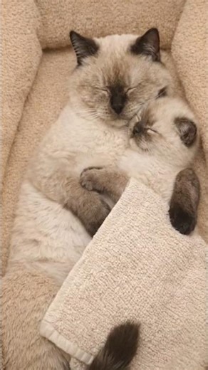 “Sleeping Together 😴❤️ | Pure Love & Cuteness 🐾”