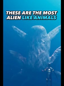 3.4K views · 35 reactions | These Are The Most Alien-like CreaturesOn Earth! | Astrophile Energy Space | Facebook