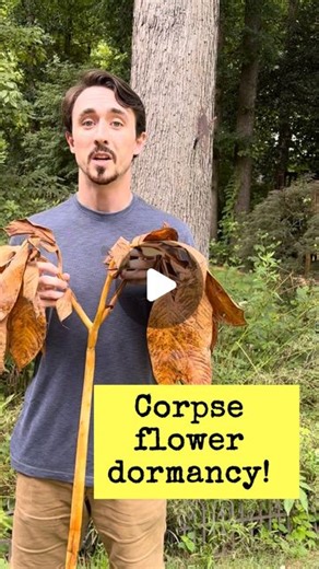 Nick Rust | My corpse flower finally went dormant after about 15+ months of growth! This tropical aroid species, Amorphophallus titanum, has the... | Instagram