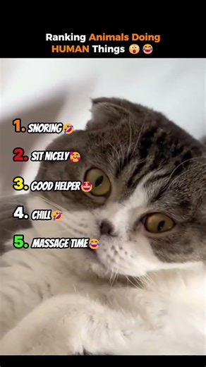 Ranking Animals Doing HUMAN Things 😮😂 #shorts #animalvideos #funny #funnyanimals