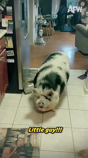 Buying my ticket to see Pig Burglars rn 🎟️🐷 #afv #funnyvideos #pig #family #parody #joke