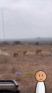 Leões vs Hienas #animaisselvagens #mundoanimal #natureza #leão #hienas | Cortes Selvagens