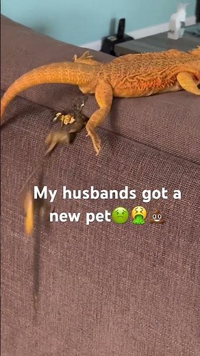 With in first 15 minutes we got her home. 🤮🤢💩😂 #pets #lizard #beardeddragon #poop #reptile #lol