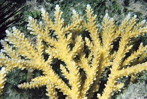 Acropora prolifera - Alchetron, The Free Social Encyclopedia