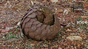 As the world's only scaly mammal, pangolins are able to outwit predators like big cats. By rolling into a ball, they use their hard scales to form an impressive protective shield. However, this clearly doesn't deter poachers. | United for Wildlife