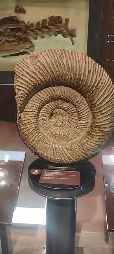 Ammonite shell fossil at the Smithsonian National Museum of Natural History