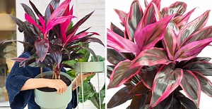 Drácena rubra: la planta más trendy para decorar y darle color a tus ambientes