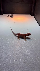 Arkfeld Pro “Stars and Stripes” everyday carry flash light! Why buy the Arkeld Pro? You can use it to check the gender of your dragons, candle eggs, laser pointer to help your dragons drink water, enrichment for your bearded dragons, uv/black light to detect stains and see things your eye can’t see, magnetic, it clips on, comes in many colors! A white flash light, green laser, and uv light ALL IN ONE! Also waterproof!!! ❤️ I will not steer you wrong. These are one of my favorite flashlights. Com