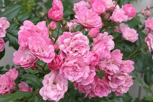 Here’s When to Fertilize Roses for the Biggest, Brightest Blossoms