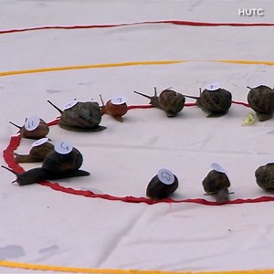The snails racing at the annual world championships this weekend were just trying their best! Does slow and steady win the race? | First Alert 7