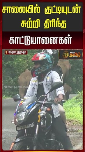 Kerala | Wild Elephant | Viral Video | Wild elephants roaming the road with their calf