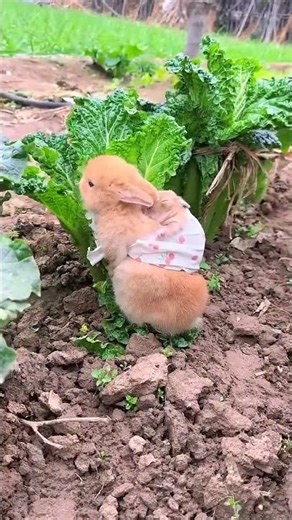 ngày 25 tháng 12, 2025