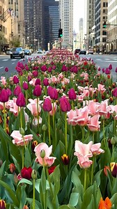 1.2K views | Chicago is officially in its “technically spring but still wearing a coat” era. But soon? It’s patios, lake breeze, golden hour glow, and this city looking like a movie. Just wait for it.  Follow @ThingsToDoinChicago for more! ©️ @erinparro_travel #thingstodoinchicago #chicagospring #chicagogram #instachicago #chicagovibes #chicagoscenery #chicagolife #chicagolove #chicagomood #chicagophotography | Things To Do In Chicago | Facebook