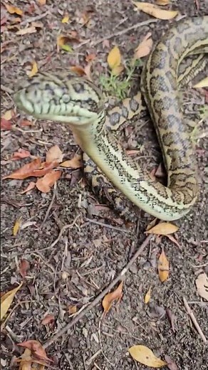 8-Foot Carpet Python With A 2-Foot LEECH On It!