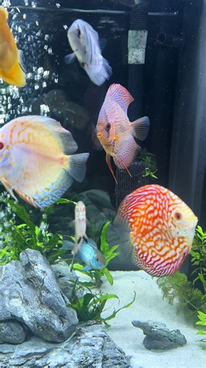 Top Care Tips for Discus Fish in Your Tropical Aquarium