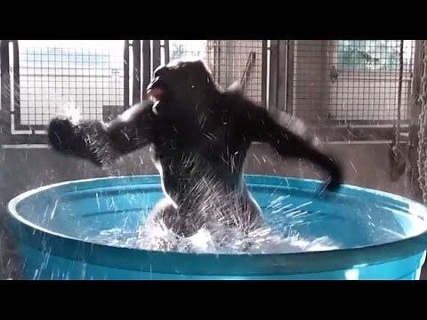 Watch Gorilla's Latest Dance Moves as He Makes a Splash in Kiddie Pool