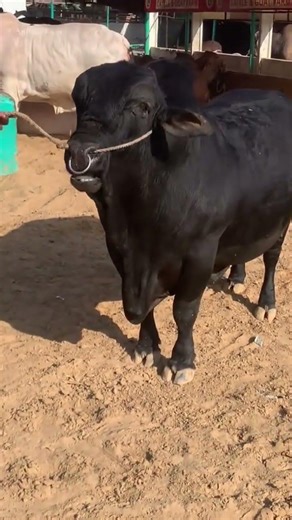 BlacK Beauty | Karachi Cow Mandi Update #cow #strongbull #viral #bull