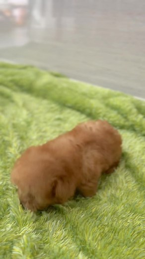 子犬のトイレしつけのポイントと観察法